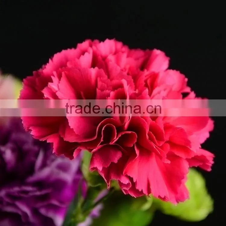 Love theme Bett exquisite supply carnation flower