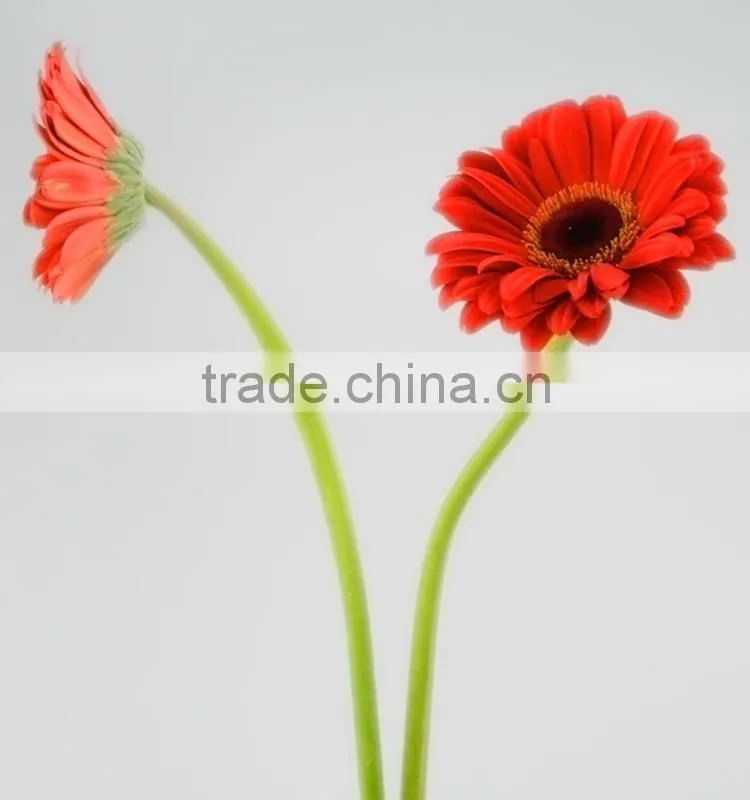 Bottom price Savanna dubai fresh flower red color gerbera