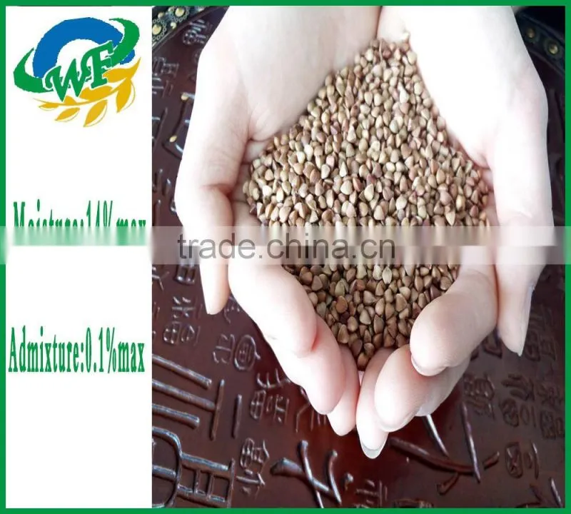 Chinese non gmo new crop Roasted Buckwheat Kernel for georgia wholesale