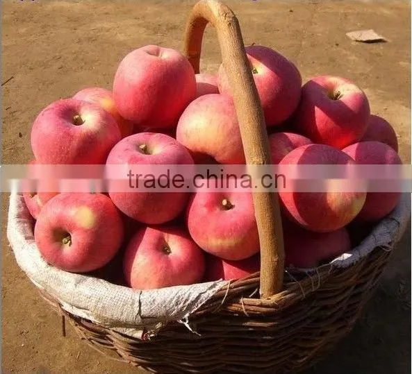 2012 new no pesitiside bulk Qinguan apple