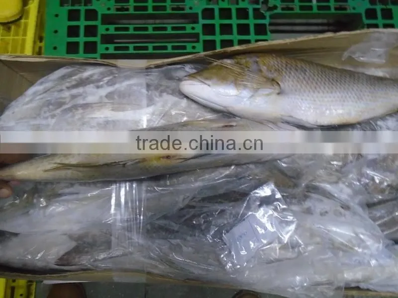 FROZEN EMPEROR FISH
