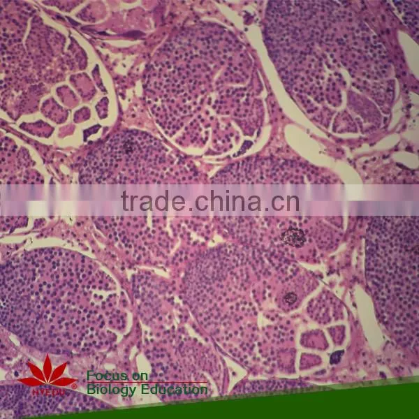 Animal Mitosis & Meiosis Prepared Slides Individual microscope prepared slide