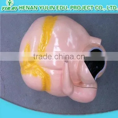 teaching anatomical three parts human heart model