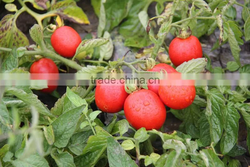 high quality tomato paste 800g canned