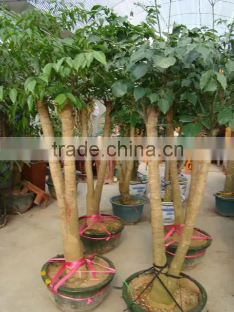 Heteropanax fragrans (Roxb.) Seem of indoor outdoor ornamental bonsai plants