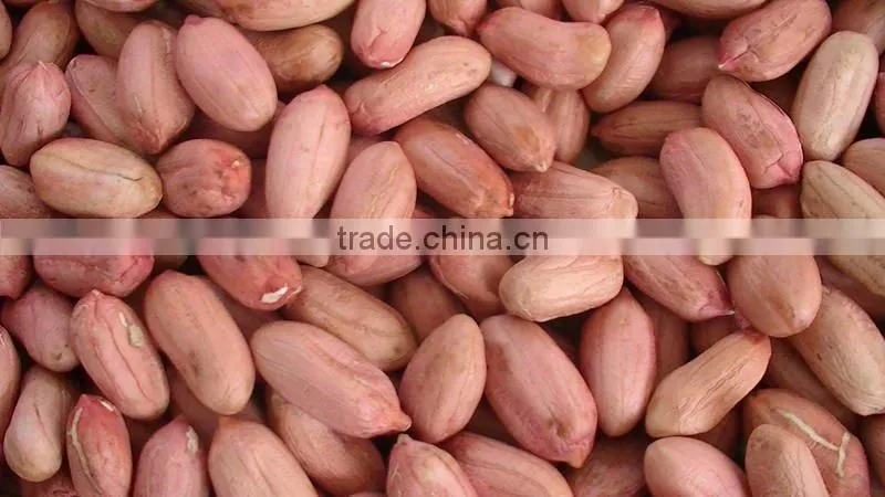 chinese long type ISO9000 and HACCP blanched peanuts 25/29