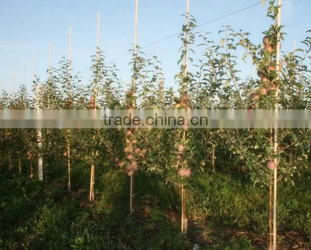white Bamboo Plant support for sale