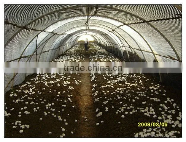 mushroom planting greenhouse film,black film for agaricus,Oyster Mushroom