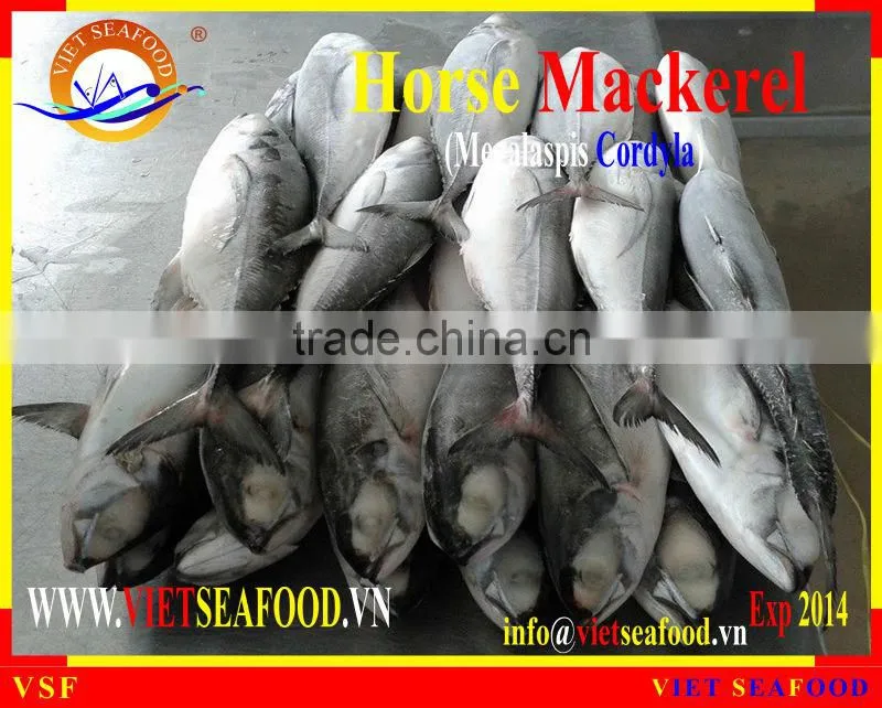 FROZEN W/R HORSE MACKEREL