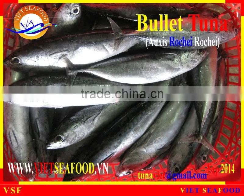 FROZEN BULLET TUNA W/R