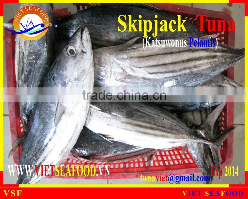 FROZEN SKIPJACK TUNA WHOLE ROUND