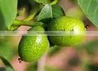 2014 green walnut shell