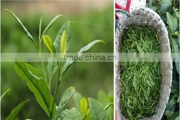 China high quality pure best honey jasmine green tea