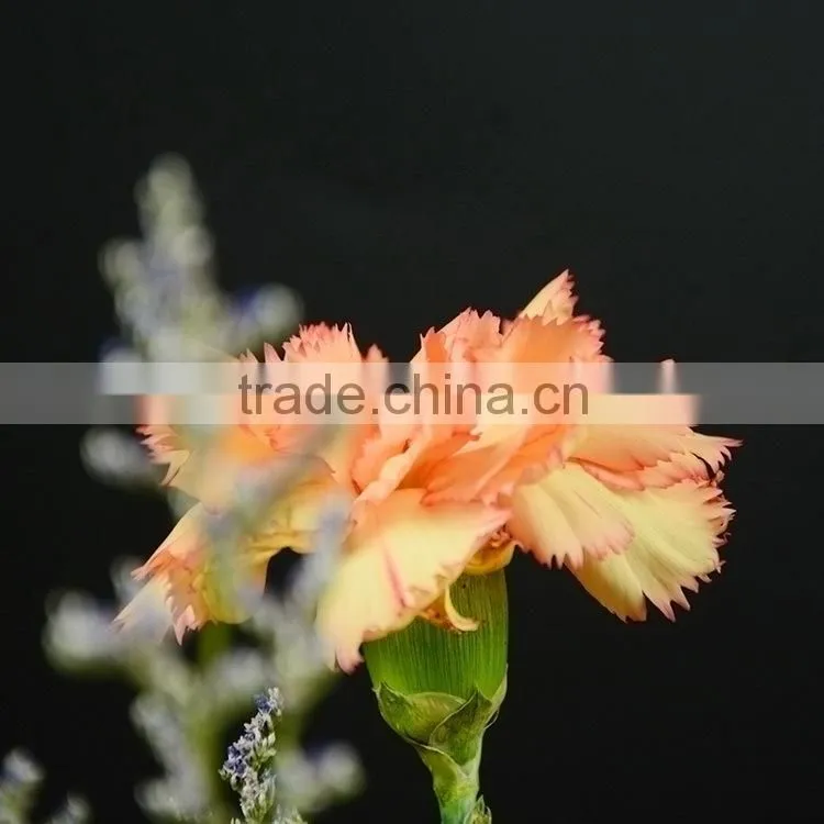Top grade Carnival cheap flower single stem carnation