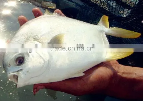 golden pomfret fish