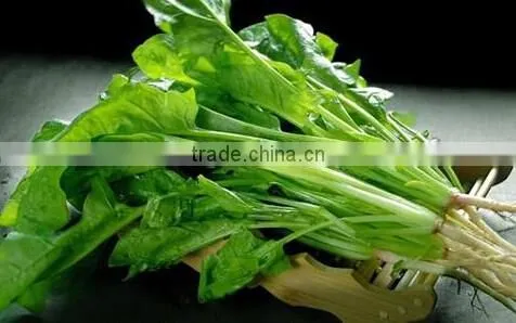 Stainless Steel Garlic Paste Grinding Machine|Large Model Mashed Garlic Making Machine
