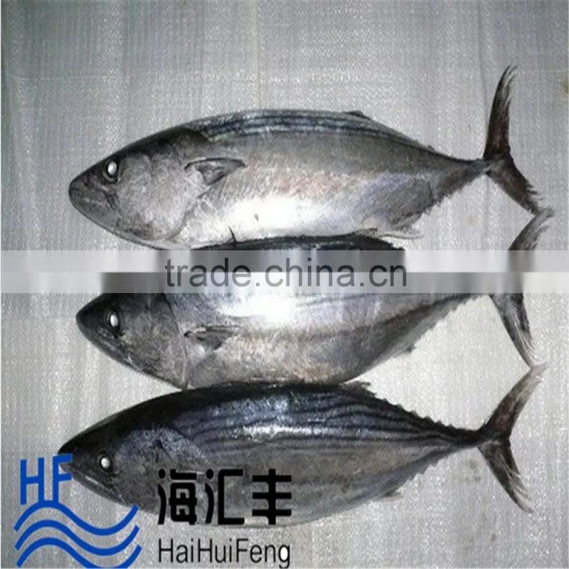 China Sea Frozen Skipjack Tuna Fish For Wholesale