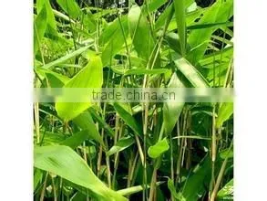 Perennial plants bamboo seedling