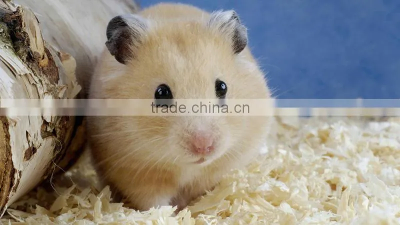 Nature wood shavings for animal bedding