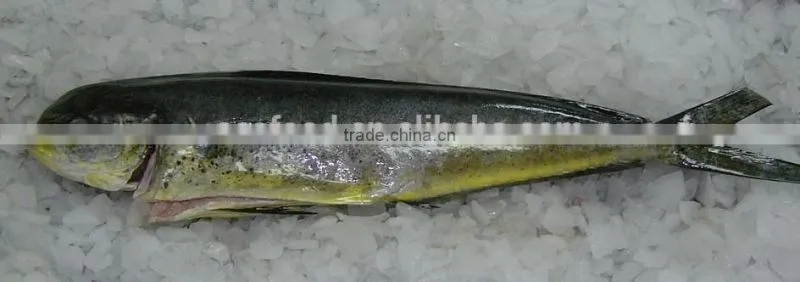 frozen gutted mahi mahi