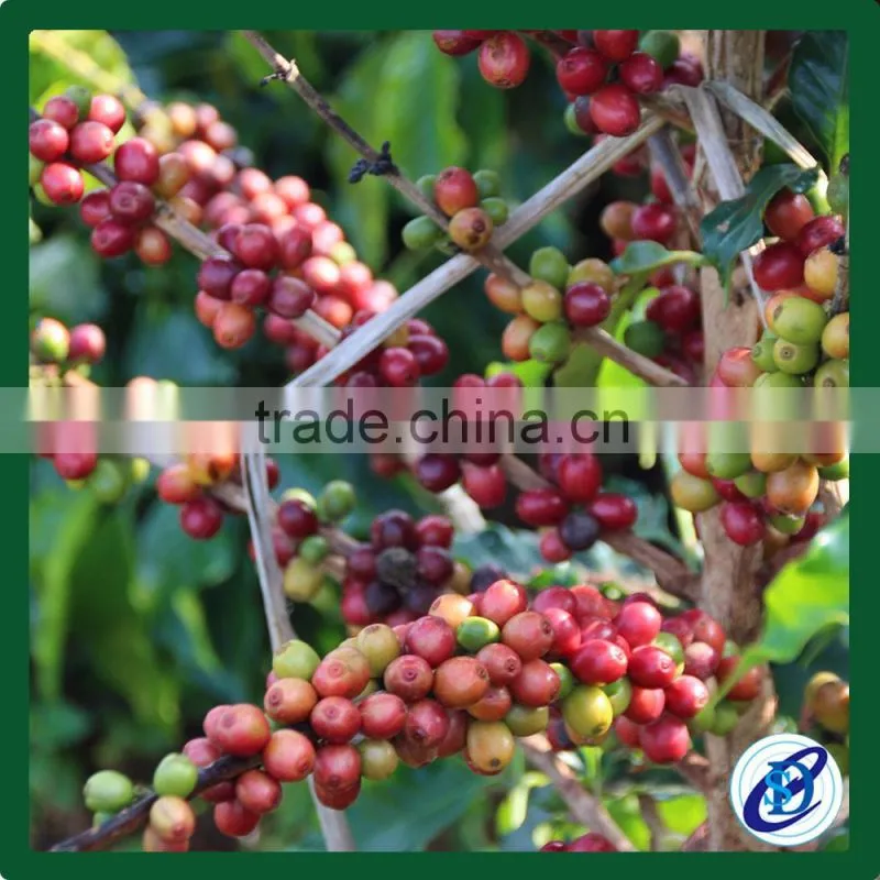 Arabica Green Coffee Beans,Best Price coffee beans
