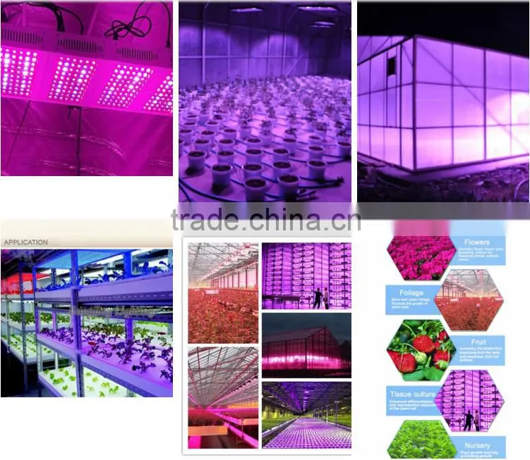 Shenzhen manufacturers High lumen 300w led light grow plant lamp