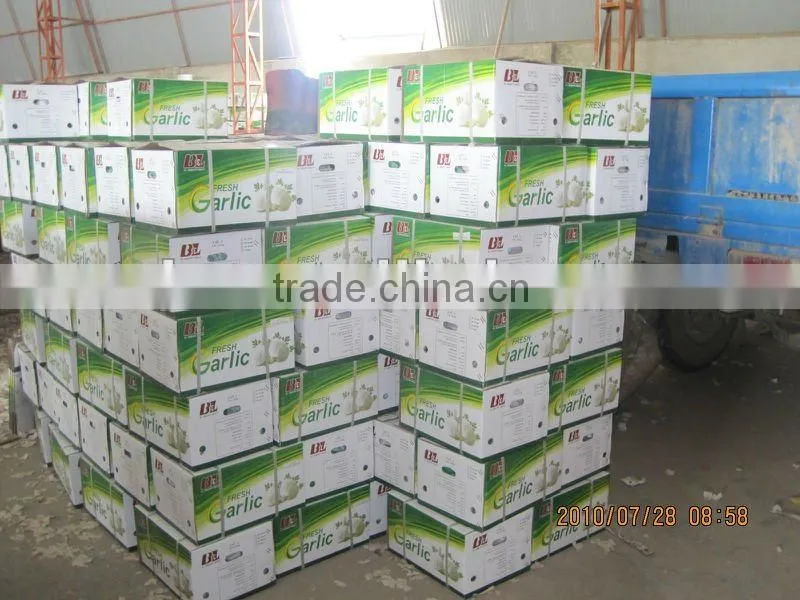 pure white garlic