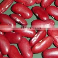 British Red Kidney Beans Crop 2015