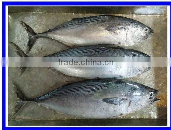 frozen bonito skipjack IQF
