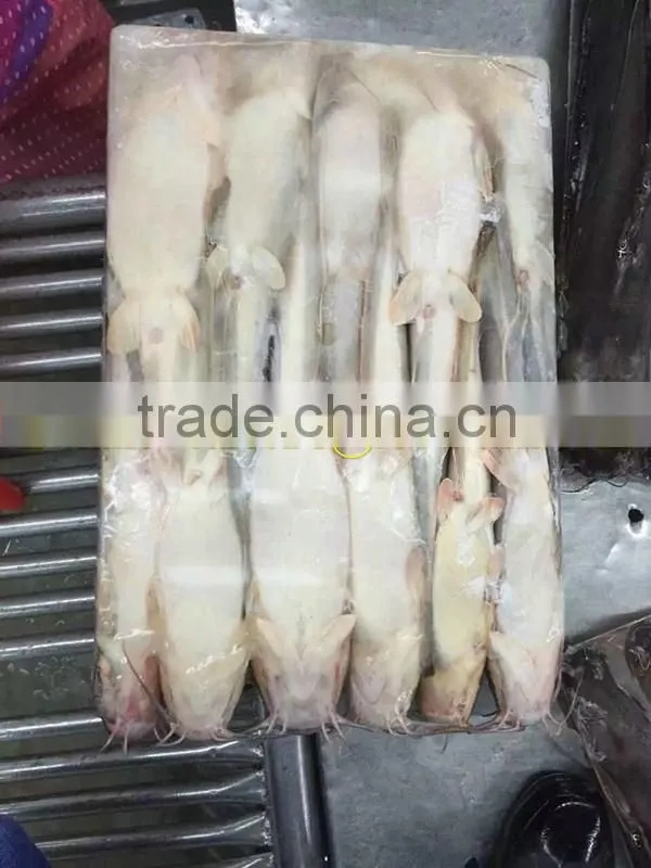 Frozen catfish for African Market Sale