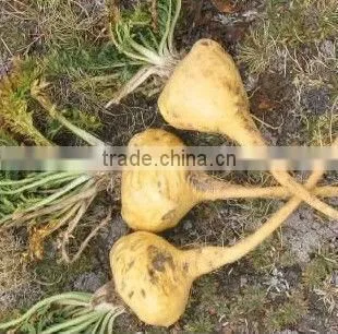 2014 Qingdao BNP Supply Best 100% Natural Maca Root Extract--maca gelatinizada