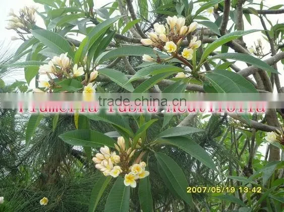 for outdoor landscaping ornamental bonsai plants