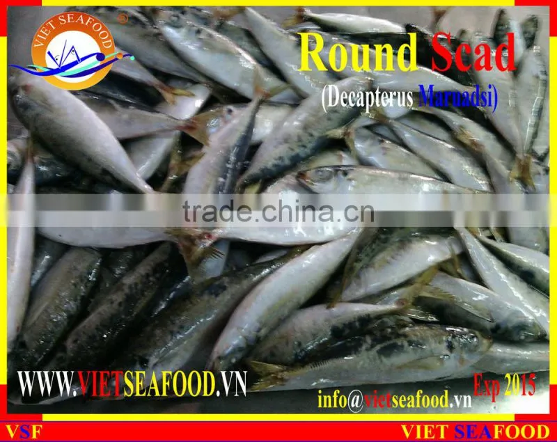FROZEN WHOLE ROUND MARUADSI (ROUND SCAD)