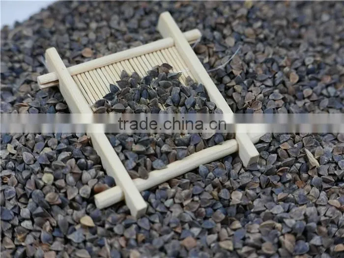 high quality sweet raw buckwheat roasted buckwheat price