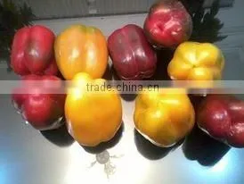 Capsicum