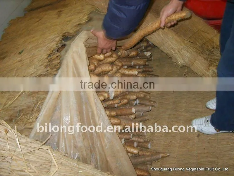 wholesale New Crop fresh chinese yam