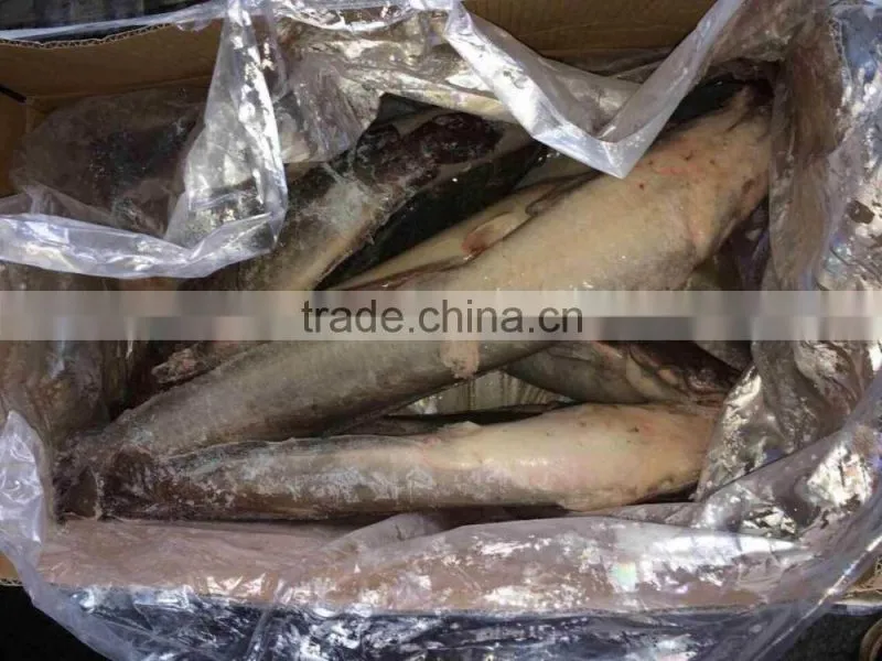 Frozen cat fish whole round