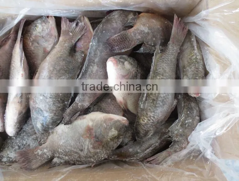 New coming frozen Tilapia Fish whole round