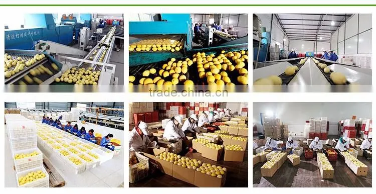 lemons in bulk for export