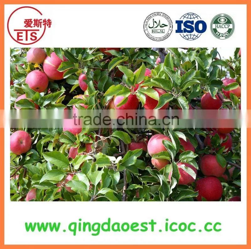 2016 YanTai fresh royal fruits hot sale red gala apple