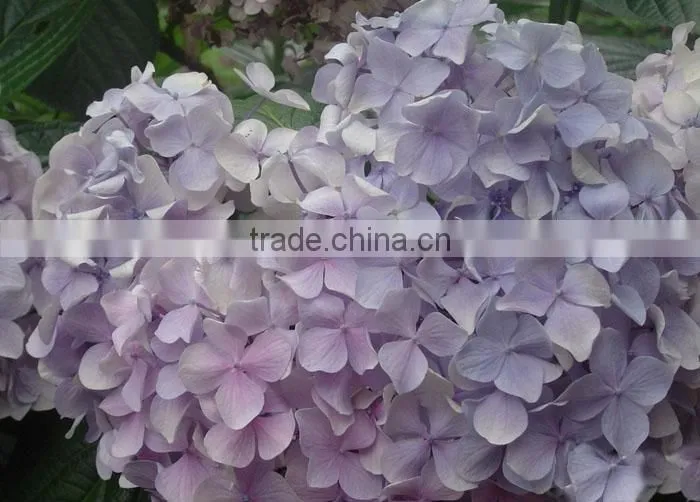 The shrub plant Hydrangea macrophylla seedling