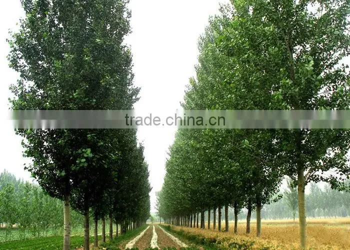 silverleaf poplar seedling