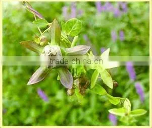 Root of Pilose Asiabell Chinese Herb Medicines