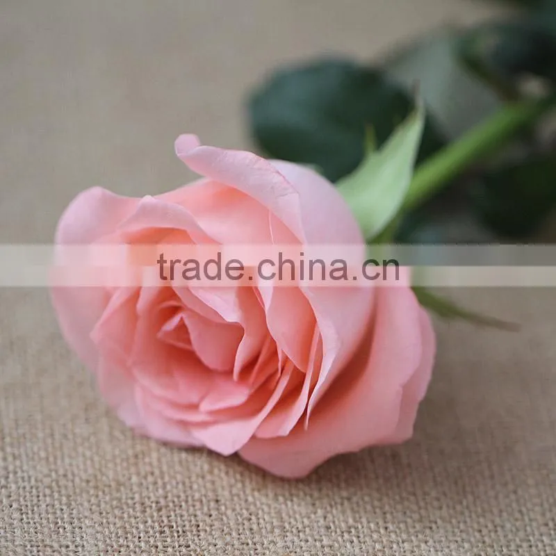 Hot sale fresh cut Daiana pink rose flowers