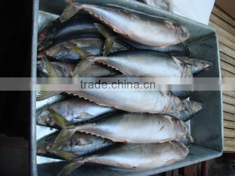 scomber japonicus / frozen Pacific mackerel HG
