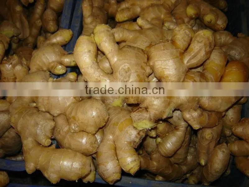 fresh yellow color ginger