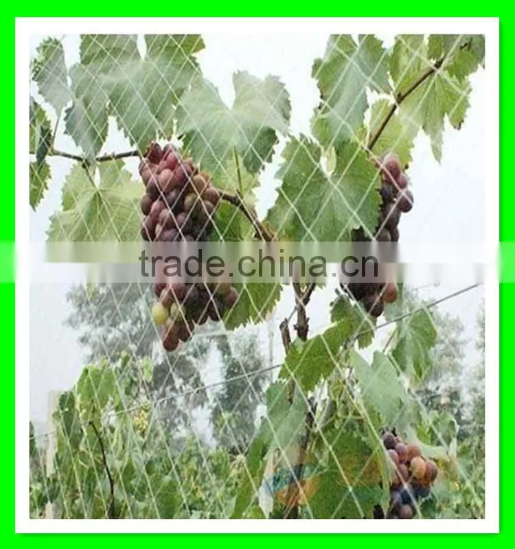 Hot sale cheap price plastic bird mist net for fruit tree