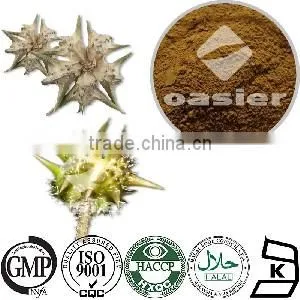 Nature GMP Tribulus Terrestris Extract Saponins 20%-90% Treating Impotence