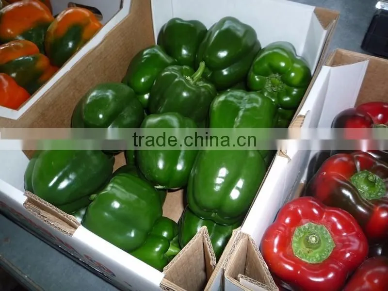Capsicum