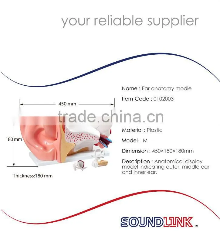 China Soundlink plastic human anatomical ear models